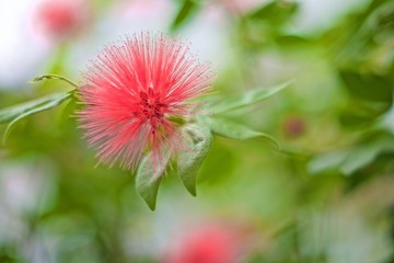 macro flower at the national botanic garden