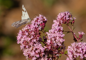 Checkered White, Pontia protodice, Butterfly on Pink Wildflowers at Montrose Botanic Gardens, Colorado
