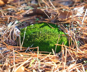 growing green moss in the middle of forest needles on an autumn day