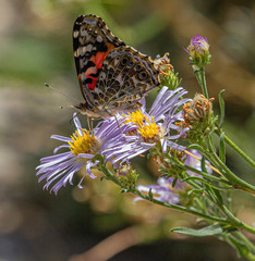 Painted Lady Butterfly on Purple Wildflowers, Ouray Perimeter Trail, Colorado