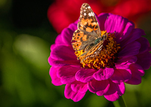 Painted Lady Butterfly on Red Zinnia Flower at Montrose Botanic Gardens, Colorado #2