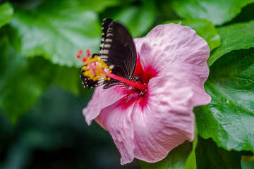 motyl © pavel
