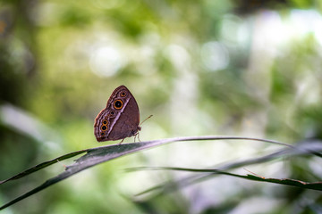 motyl © pavel