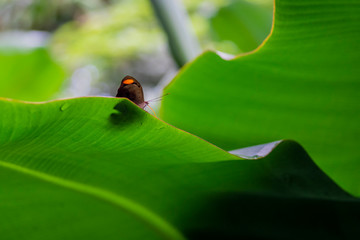 motyl © pavel