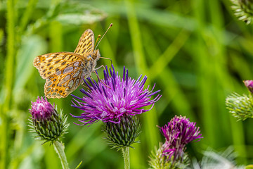 motyl © pavel