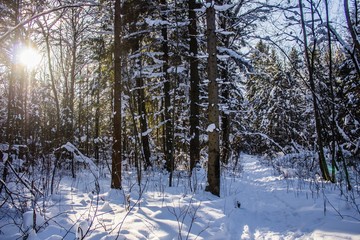 snowy winter forest in sunny weather. winter landscape. Trees in the snow. Snowy forest trails.