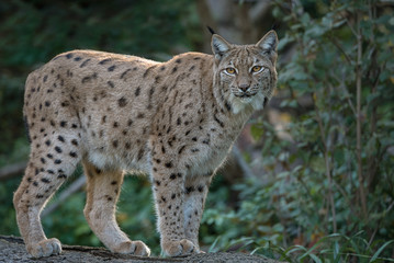 Lynx standing in the forest isolated