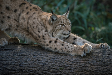 Lynx stretching and showing his claws 