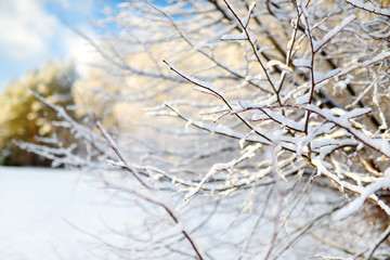 Branches covered with frost on winter day