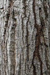 Fototapeta premium Old tree bark