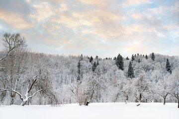 Beautiful view of snow covered forest. Rime ice and hoar frost covering trees. Chilly winter day. Winter landscape near Vilnius, Lithuania.