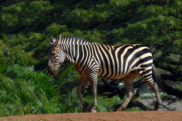 Fototapeta na wymiar Ambling Zebra on Oahua