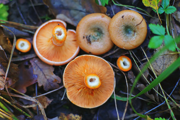 Orange Saffron Milkcap mushrooms (Lactarius deliciosus) growing in a forest in autumn. Two mushrooms are cut. Top view