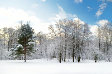 Fototapeta na wymiar Beautiful view of snow covered forest. Rime ice and hoar frost covering trees. Chilly winter day. Winter landscape near Vilnius, Lithuania.