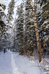 foot trail through forest in winter