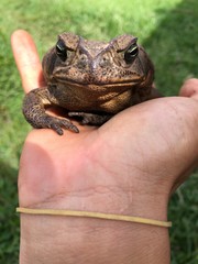 frog in the hand