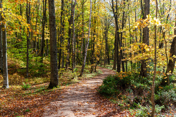 path through the forest with fall color