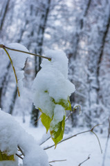 snow and icing on the leaves in the city Park, winter landscape