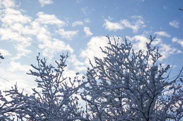 Rowan tree with red berries in the snow