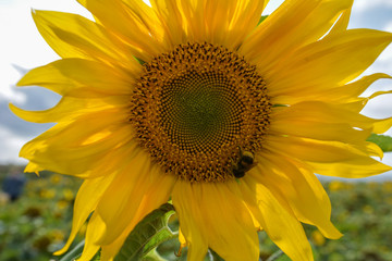 sunflower closeup