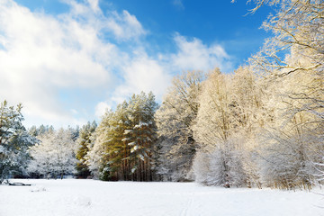 Beautiful view of snow covered forest. Rime ice and hoar frost covering trees. Chilly winter day. Winter landscape near Vilnius, Lithuania.