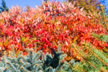 Naklejka na ściany i meble Autumn red and yellow colors of the Rhus typhina, Staghorn sumac, Anacardiaceae, leaves of sumac on blue sky.