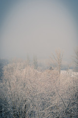 Winter urban frosty landscape - snow covered trees on foggy background