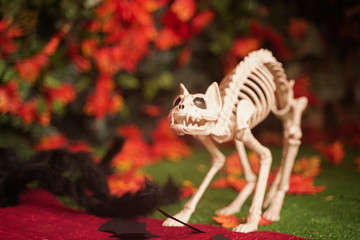 dead cat. Halloween home decorations for trick or treat with nobody