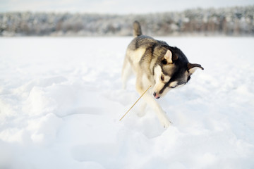 A beautiful dog playing outside in white snow.