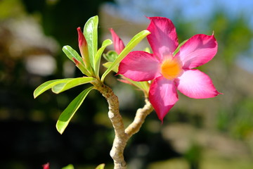 Indonesia Sumba - Single Frangipani Plumeria Flower