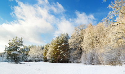 Beautiful view of snow covered forest. Rime ice and hoar frost covering trees. Chilly winter day. Winter landscape near Vilnius, Lithuania.