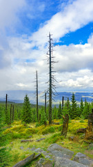 Obraz premium trees and blue sky, view of the mountain valley, Karkonosze