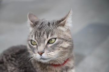Gato gris con mirada intensa