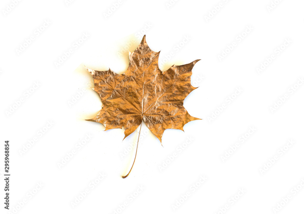 Wall mural leaf of golden trendy maple leaf isolated against white background. minimal flat lay, top view.
