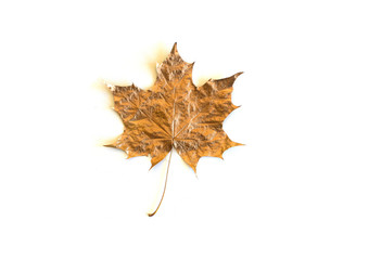 Leaf of golden trendy maple leaf isolated against white background. Minimal flat lay, top view.