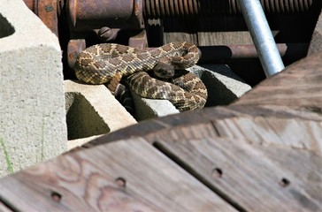 A rattlesnake seen in a pile of rubble
