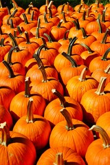 Display of round orange pumpkins at the farmers market in the fall