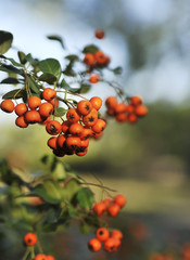 Ripe rowanberry on autumn background.