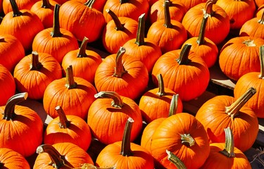 Display of round orange pumpkins at the farmers market in the fall