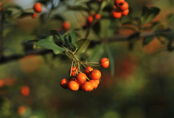 Ripe rowanberry on autumn background.