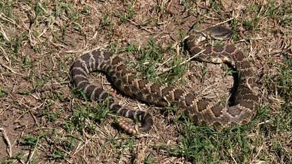 A rattle snake seen in southern California