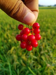 red small cluster close up with green paddy blur background