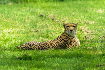 Cheetah animal wildlife reservation natural life nature