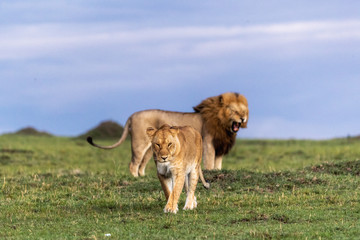 Lioness walking away from male lion