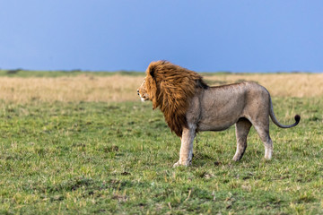 Male African Lion Profile in Africa