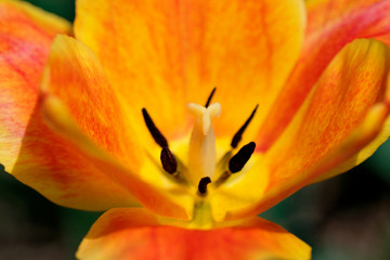 Tulip orange flower with pistil and stamen