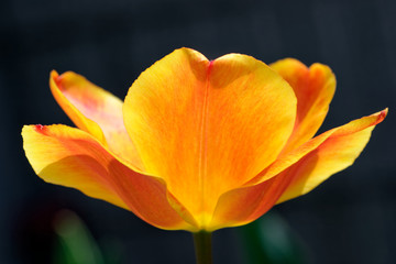 Tulip orange flower petal only