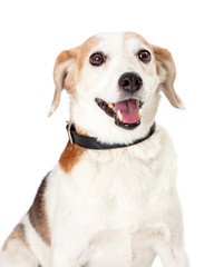 Smiling Happy Beagle Crossbreed Dog Closeup