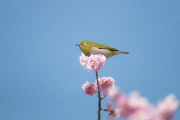 青空　ピンクの梅　メジロ