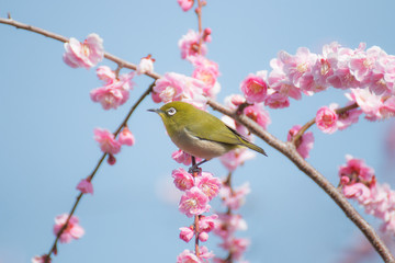 青空　ピンクの梅　メジロ